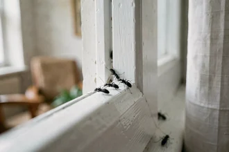 Petits insectes noirs regroupés sur un bord de fenêtre blanc en intérieur